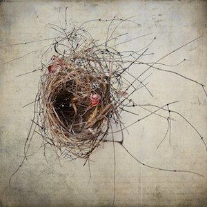 Byrne-Birds-Artwork