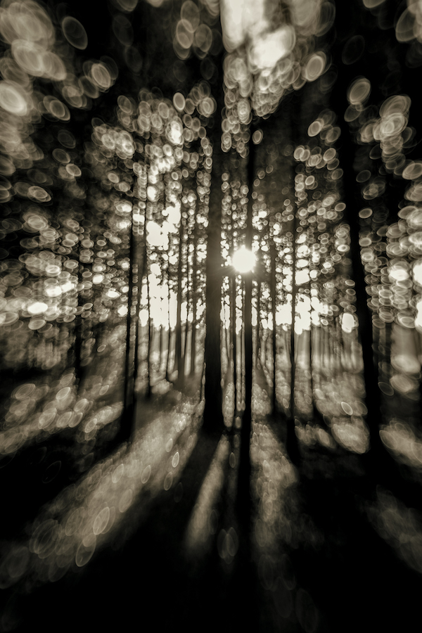 Into the Shadowy Pines