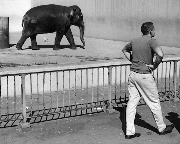 Elephant_San_Francisco_1965