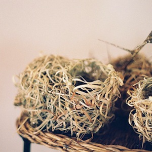 Bird nests